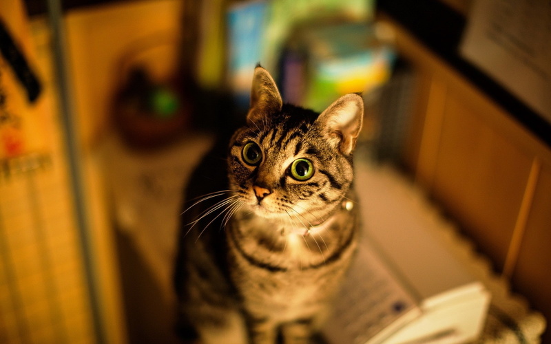 pets, american, cats, x, 1080P, shorthair, art, animals, hd