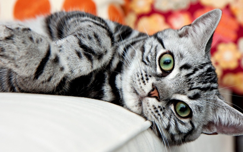 indoors, crazy, pets, silver, animal, relaxation, no people, domestic, domestic cat, 720P, close-up, one animal, american, domestic animals, whisker, animal themes