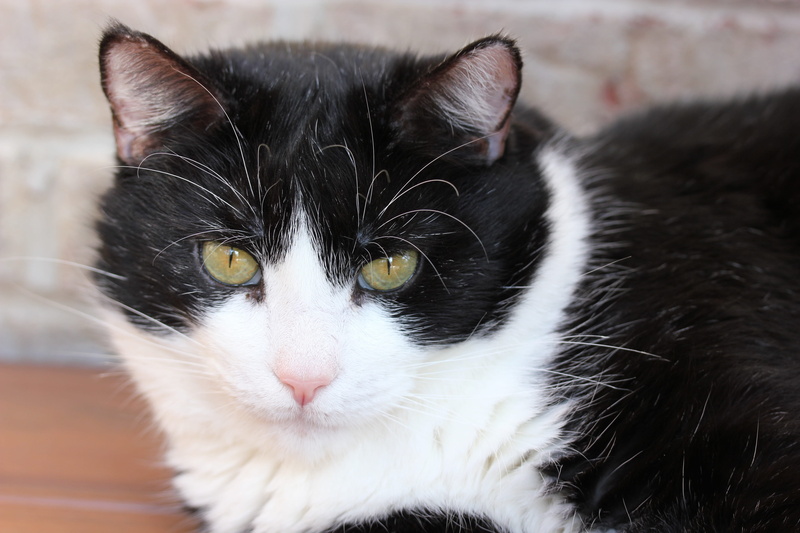 5K, mammal, one animal, cute, domestic cat, relaxation, shorthair, whisker, domestic, domestic animals, black color, looking at camera, animal themes