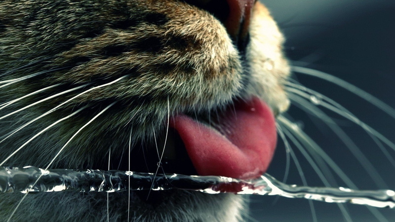 whiskers, tongue, macro, animals, american, Noses, Shorthair, 1080P, cats, water