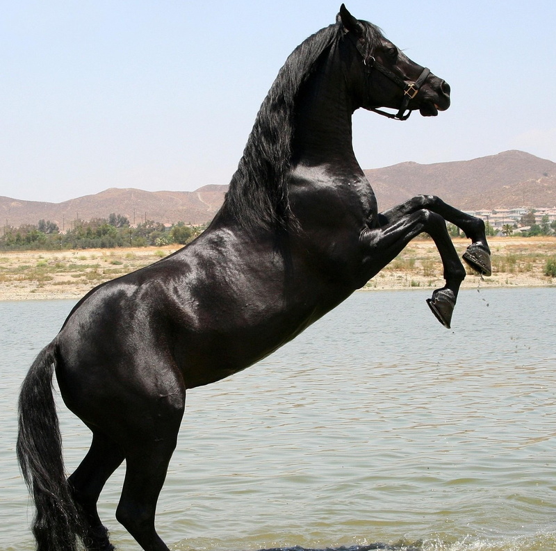 horses, royal, 1080P, black, oriental, animals, lake, arabian
