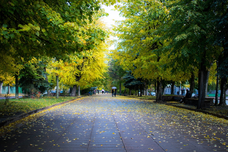 day, trees, park, autumn collection, walking, real people, lifestyles, direction, autumn, the way forward, street, green color, beauty in nature, treelined