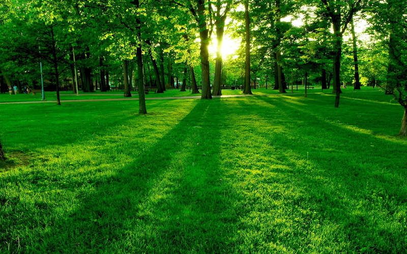 growth, park - man made space, land, day, beauty in nature, landscape, park, tranquil scene, tree, grass, plants, nature, plant, outdoors, photography
