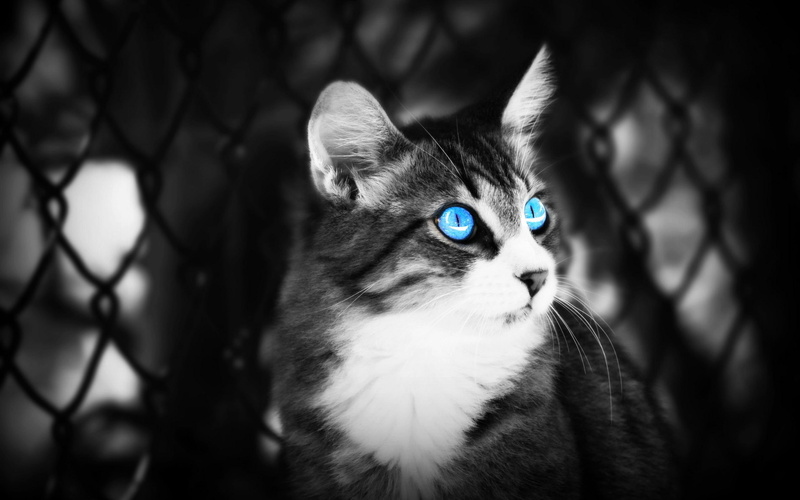 blue, animals, cat, blue eye, black and white, 2K, eye, animal
