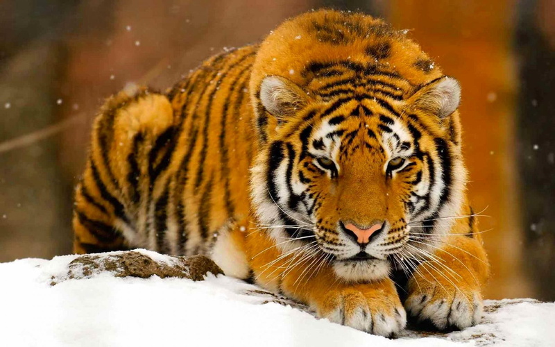 tiger, 1080P, tigres, snow, wild, tigers, neiges, orange, beautiful, animal, animals, tigre, feline, des, cold