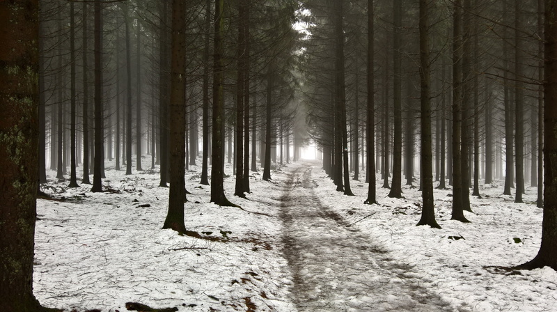 vert, path, wood, grey, carl zeiss, daytime, belgium, arbre, perspective, snow, windowsphone, plant, woods, chemin, gris, mobile, plante, bois, forest