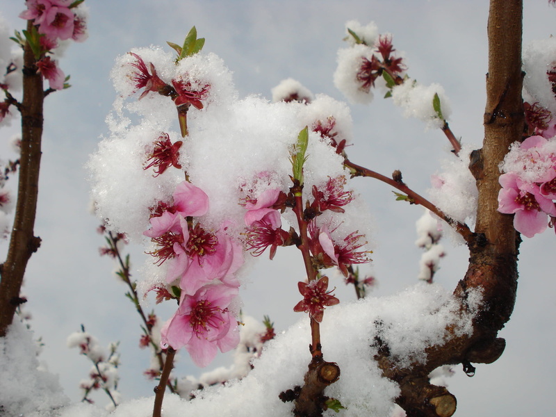 peach-tree, neige, close-up, tree, pink color, flowering plant, france, fleur, day, flower, cold temperature, romans-sur-isère, freshness, fragility, arbre
