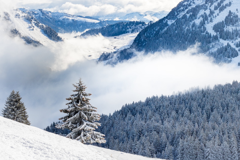 tree, mountain path, mountain, La Clusaz, blue, outdoors, pine, neige, forest, nature, white, Haute Savoie, snowy, cold - Temperature, et, snowy mountain