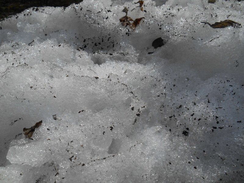 one animal, day, beach, sand, no people, grass, 4K, animals in the wild, vertebrate, glace, dirt, outdoors, ice, feuille, nature, animal themes, animal