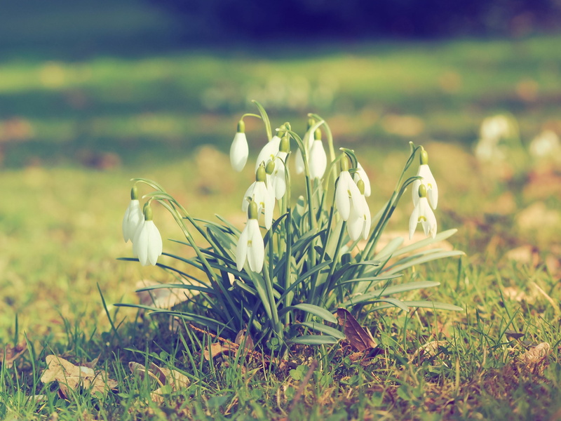 bells, petal, spring, freshness, grass, flower head, flower, perce-neige, flowering plant, outdoors, selective focus, flowering, springtime, beauty in nature