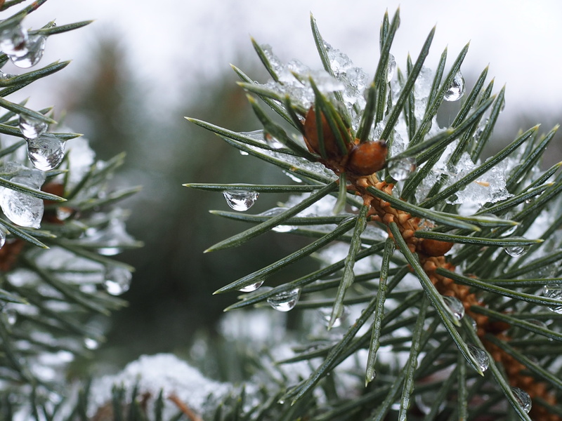 leaf, tree, arbre, selective, fir Tree, season, winter, et, froid, snow, photography, needle - Plant Part, outdoor, plant, green, eau, focus, nature, neige