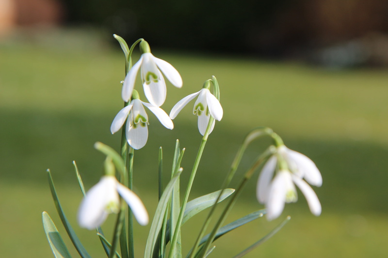 flower head, 5K, growth, springtime, vulnerability, beauty in nature, outdoors, spring, snowdrop, white color, focus on foreground, petal, perce-neige