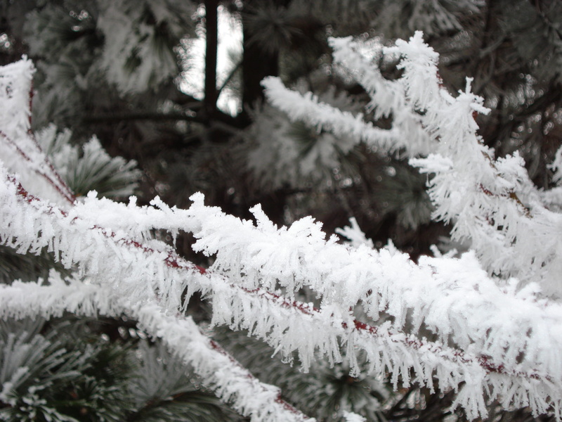 2K, coniferous tree, no people, romans-sur-isère, beauty in nature, cold temperature, france, outdoors, focus on foreground, winter, day, nature, tree