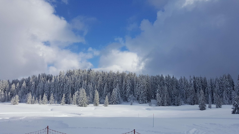 beauty in nature, coniferous tree, scenics - nature, no people, forest, plant, tree, nature, alpes, neige, white color, woodland, day, snowcapped mountain