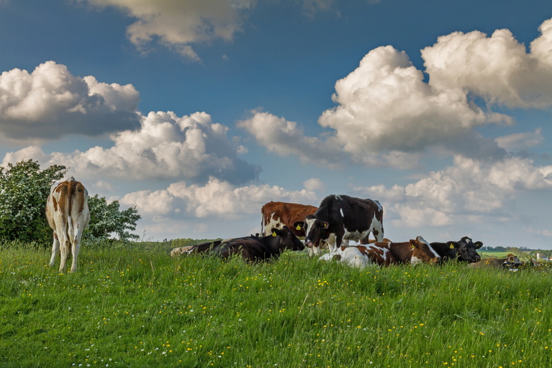 herbivorous, sunny, 5K, group of animals, herd, grass, field, landscape, sky, summer, pasture, animal, meadow, denmark, vertebrate, outdoors, pets, green