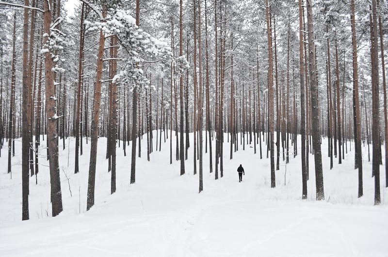 no People, gray, wood, outdoors, season, standing, black, woodland, person, winter, snowing, cold - Temperature, wearing, tranquility, trees, beauty In Nature