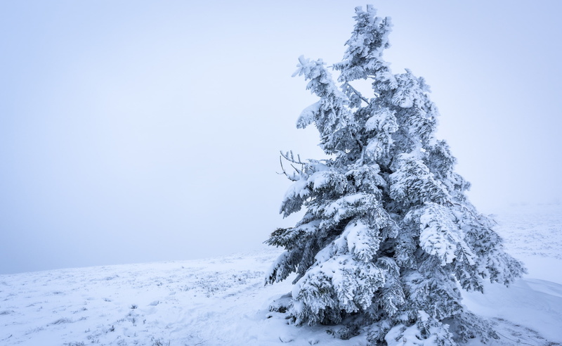 background, Foggy, Snow, tree, 2K, Winter, Seasons, Vosges, Mist, Landscape, Mountain, firtree, White, Europe, Haze, France, Scenery, Nature, snowy