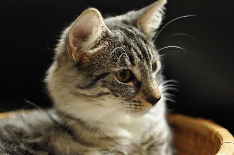 tabby, pets, Views, fur, Froskeland, cat, av, domestic Animals, domestic Cat, 4K, cute, tabby cat, animal, Fricke, looking, gray, mammal