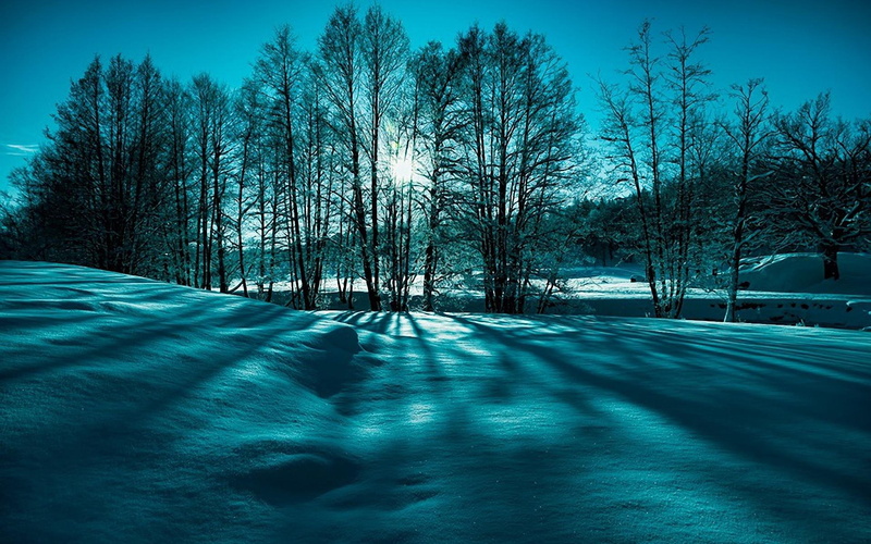 trees, snow, beauty, 1080P, nature, photos, landscape, winter, landscapes