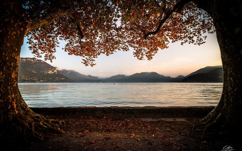 Tree, Lake Annecy, France, Lakes, Lake, 1080P, Leaf, Fall, haute-Savoie, Mountain