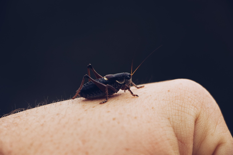 asilidae, 5K, invertebrate, person, unrecognizable person, animal, grasshopper, finger, montagne, human skin, insect, skin, france, animal wildlife, arachnid