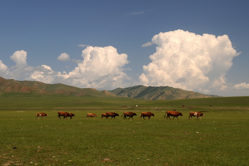 mongolia, mountain range, no people, herbivorous, domestic, sky, land, environment, 4K, animal, agriculture, steppe, cows, domestic animals, cloud - sky