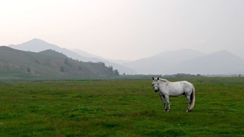 4K, sky, pets, vertebrate, steppe, animal themes, livestock, land, no people, horse, mountain range, nature, mammal, mongolia, domestic, mountain, one animal
