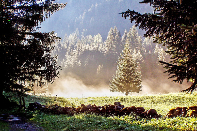 tree, sky, tranquil Scene, green Color, outdoors, forest, dew, hiking, tranquility, malga ciapela, Dolomites, no People, trees, pine Tree, fog, grass, foliage