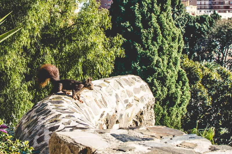 explore, sun, rock, vertebrate, squirrel, nature, animal, plant, tree, growth, rock - object, sunlight, 2K, green color, no people, málaga, solid, one animal