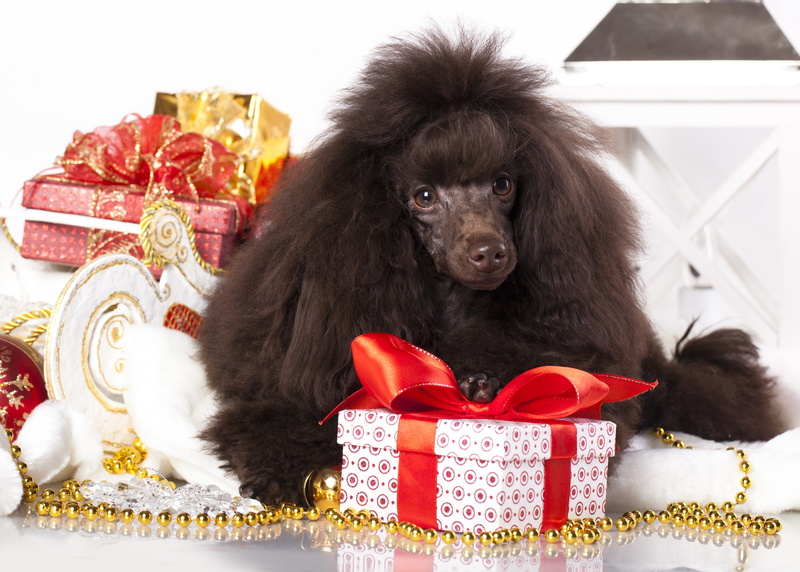 4K, black, standard, dog, poodle, gifts