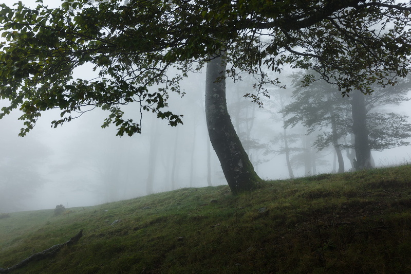 iraty, biarritz, land, tree trunk, nature, tranquility, scenics - nature, beauty in nature, environment, basquecountry, landscape, day, hazy, tranquil scene