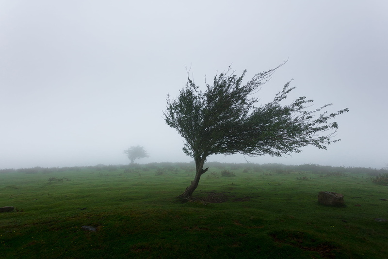 outdoors, sky, green color, plant, day, fog, no people, basquecountry, middle, iraty, france, lonely, isolated, scenics - nature, wind, foggy, land, tranquility