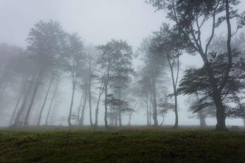 1080P, idyllic, sky, tree, day, beauty in nature, fog, trees, france, non-urban scene, tranquility, growth, lonely, outside, plant, land, no people, nature