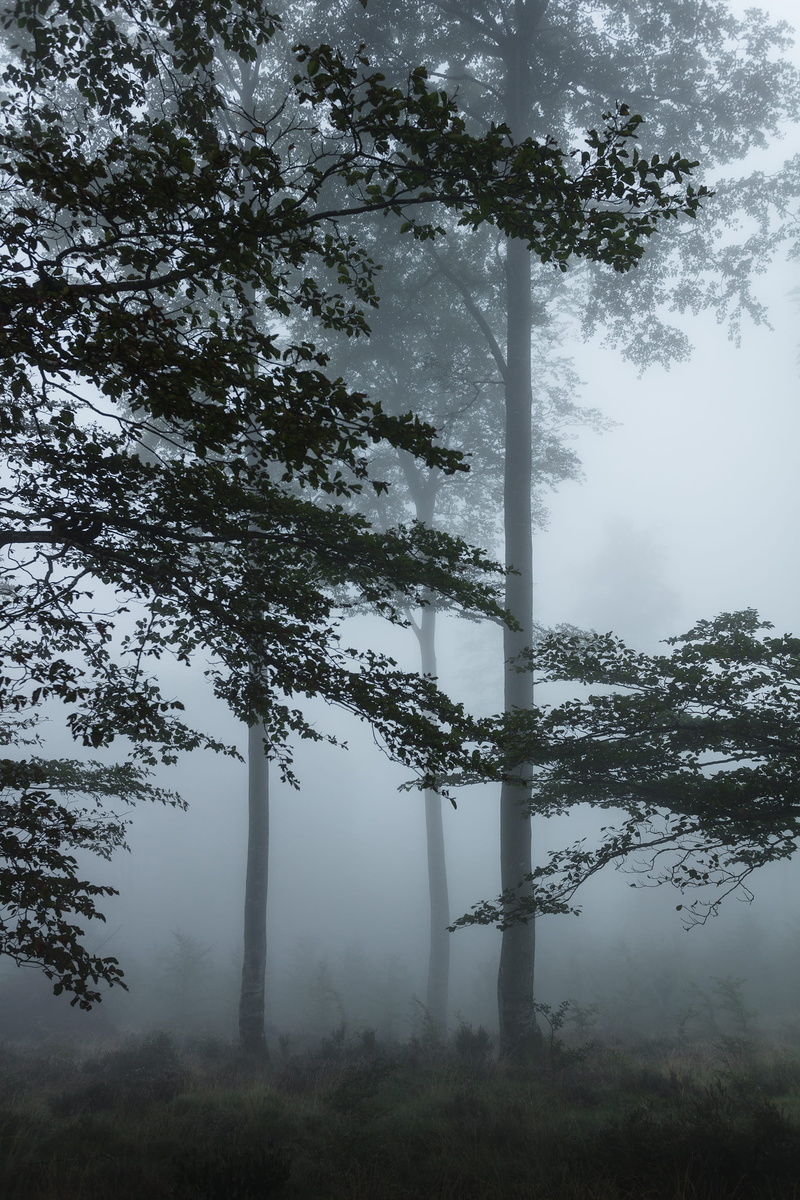 outdoors, basquecountry, fog, day, iraty, non-urban scene, 1080P, landscape, environment, france, growth, sky, foggy, no people, cloud - sky, trees, forest