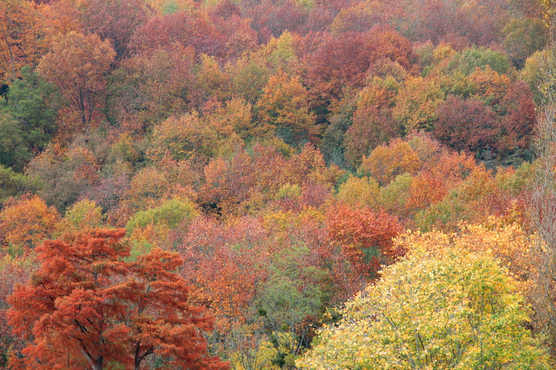 outdoors, scenics - nature, spain, change, plant part, 5K, fall, day, tranquil scene, plant, natural condition, beauty in nature, autumn collection, otoño