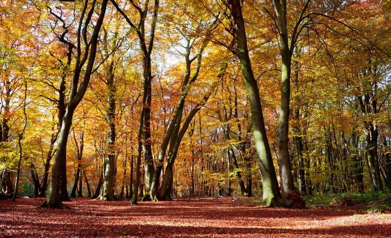 2K, navarra, autumn, trees, nature, spain