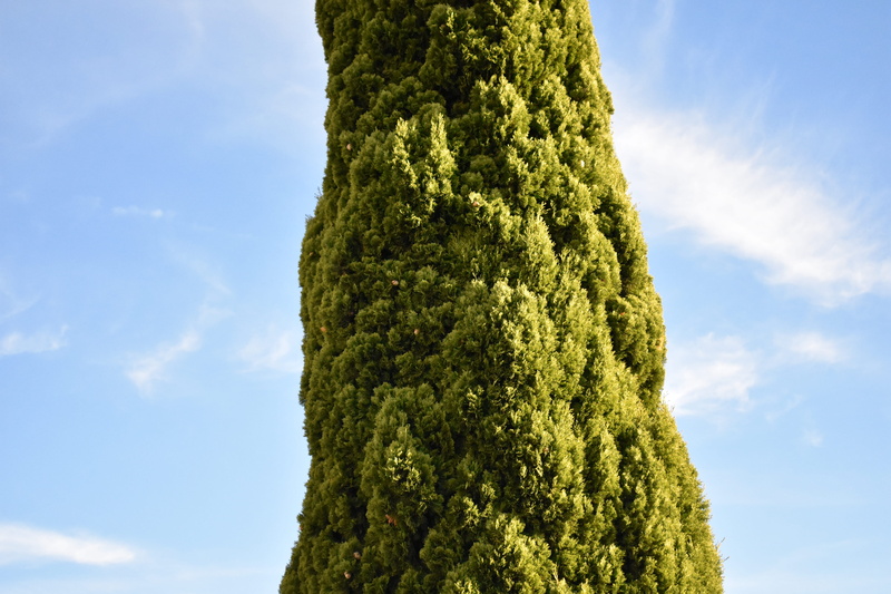 low angle view, tree, trunk, combination, sunlight, tree trunk, cielo, green, university of navarra, 5K, growth, tranquility, naturaleza, plant, arbusto
