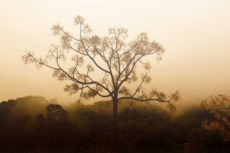 nature, niebla, neblina, dusk, foto, forest, photography, haze, pic, image, imagen, fotografia, Tree, bruma, cloudy, 2K, leaves, fog, outdoors, photographer