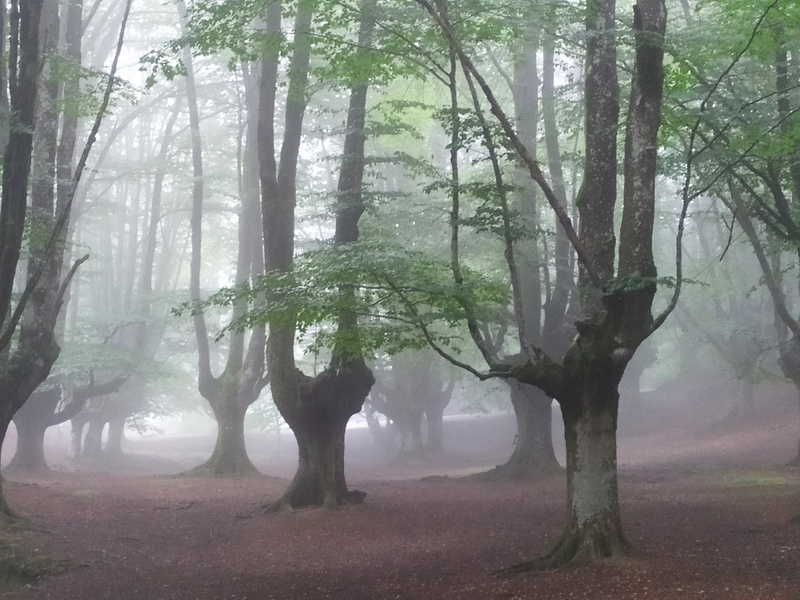 niebla, Pais Vasco, 4K, Hayedo