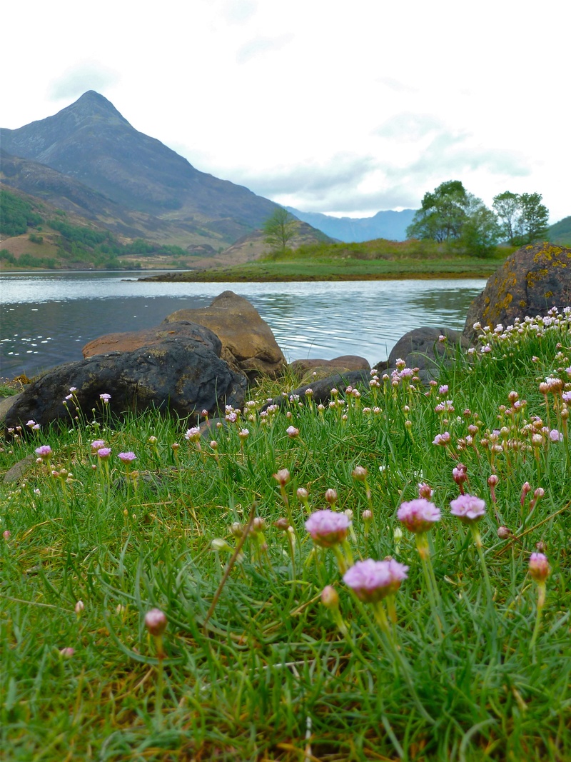 no people, glencoe, growth, land, nature, sky, isolation, mountain peak, glen coe, flowering plant, mountain, tranquility, flower, green color, grass, scenics - nature