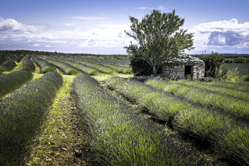 landscape, field, doux, parfum, hill, green Color, landscaped, sud, outdoors, non-Urban Scene, italy, near, sky, leaf, lavender, agriculture, scenics, farm