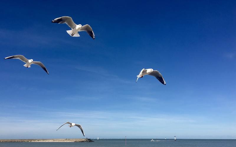 horizon over water, horizon, no people, seagull, group of animals, water, sea, 3 impasse de la mer, nature, bird, animal wildlife, animals in the wild
