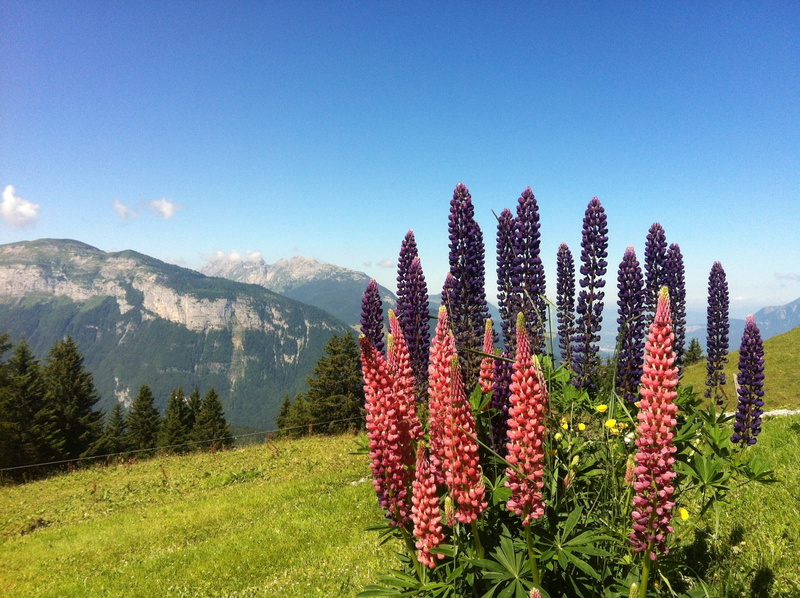 environment, beauty in nature, flowering plant, scenics - nature, tranquil scene, land, wild lupins, 1080P, flower, plant, tranquility, blue, landscape