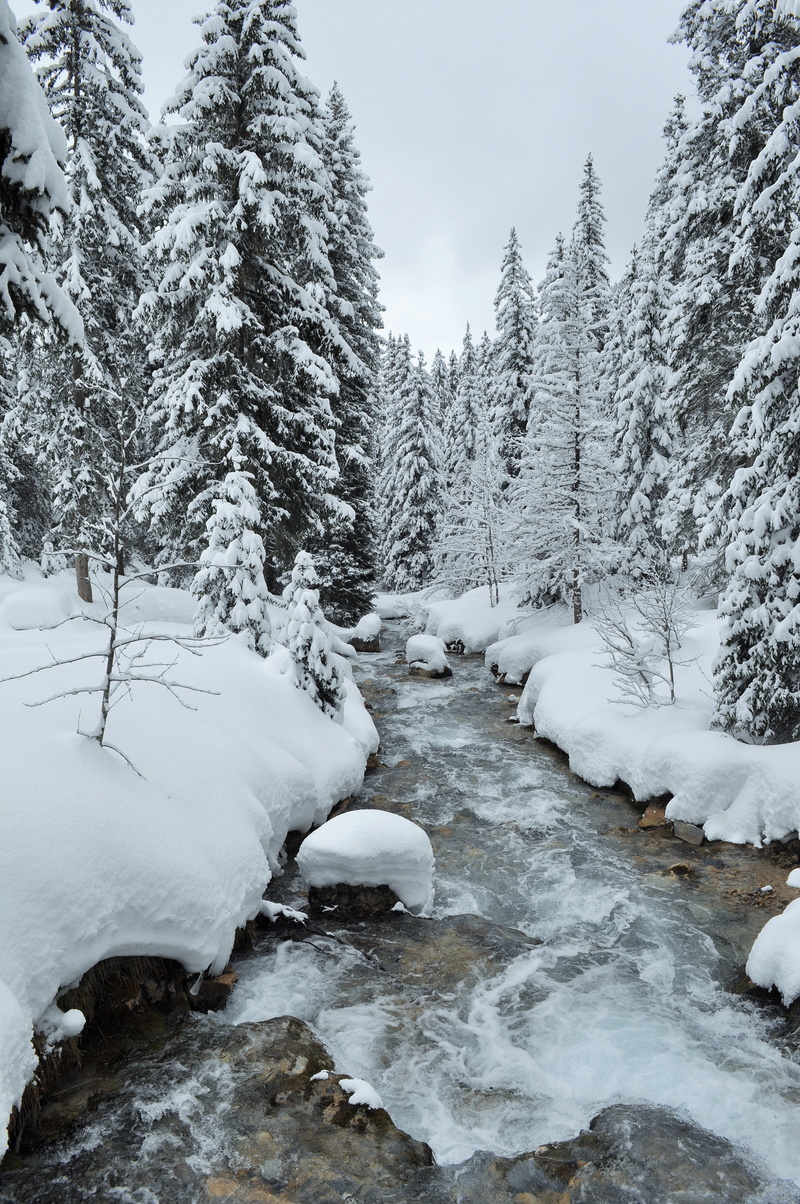 4K, forest, no people, landscape, frozen, mountain, tree, winter landscape, torrent, flowing, courchevel, tranquility, land, high alps, alps, beauty in nature
