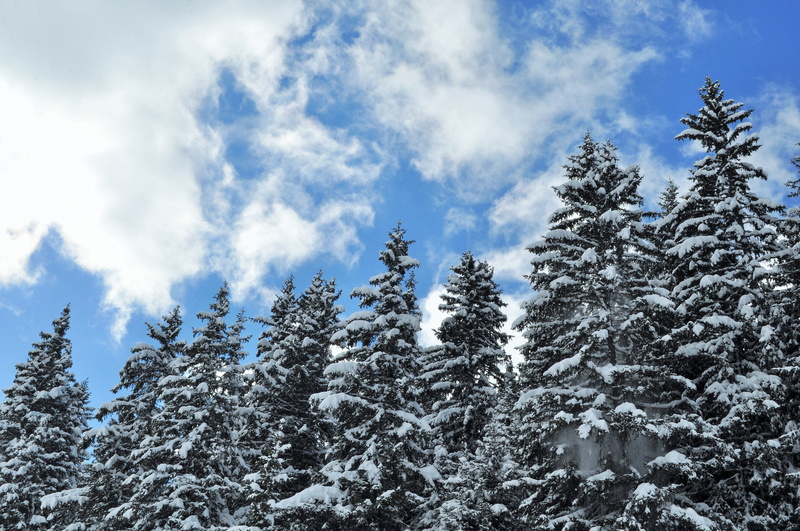 tree, sky, white, tranquility, evergreen tree, no people, 4K, tranquil scene, snow, woodland, snowcapped mountain, fir, clouds, chair lift, cold temperature