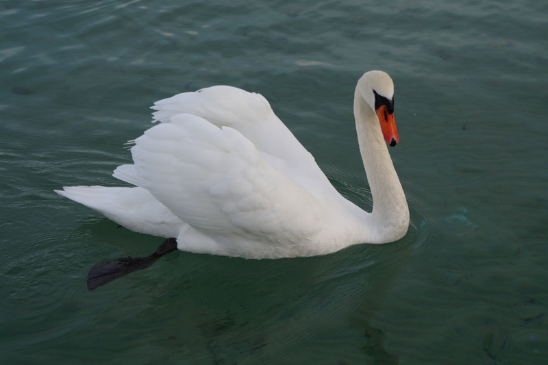 white, animals, animal themes, swimming, one animal, feathers, animal, cygnet, nature, white color, bird, swan, mute swan, water bird, wildlife, water
