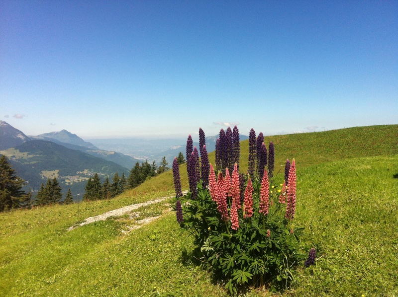nature, clear sky, outdoors, non-urban scene, green color, mountain, tranquil scene, tree, land, environment, haute-savoie, plant, growth, sky, lupine