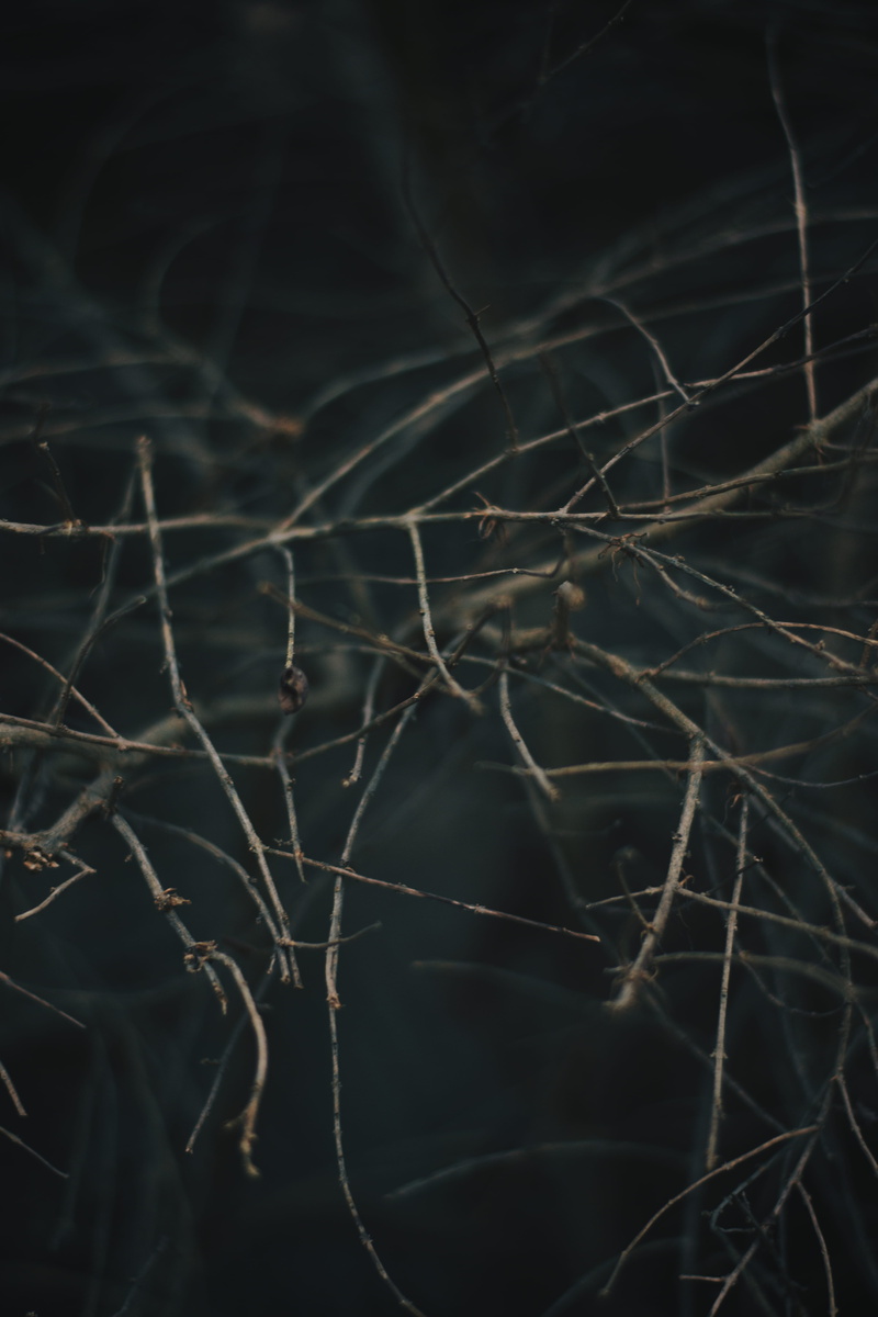 tangled, dead plant, close-up, branch, no people, 5K, outdoors, complexity, tree, focus on foreground, nature, selective focus, dried plant, plant part
