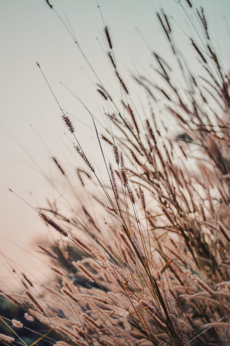 5K, tranquility, day, growth, agriculture, sky, dry, focus on foreground, stalk, field, fragility, brown, nature, close-up, guwahati, beauty in nature