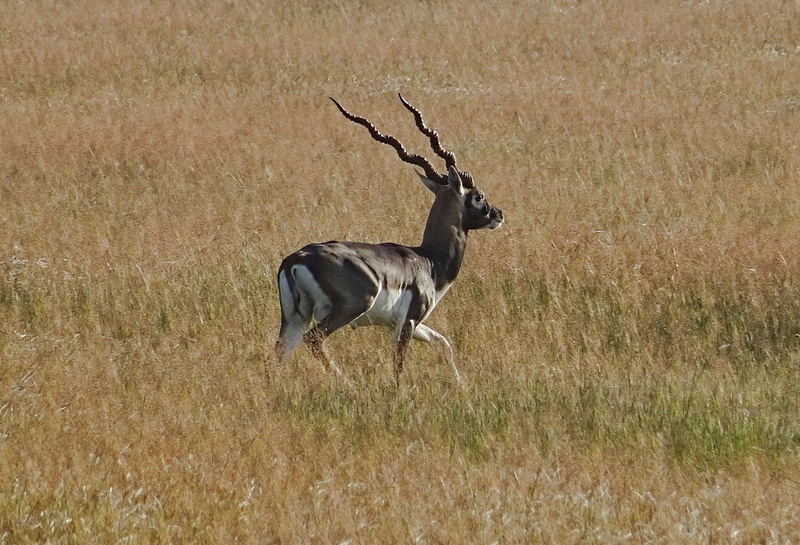 outdoors, animal, fauna, animal themes, grass land, horned, karnataka, kingdom, day, bidar, Antelope, mammal, even-toed, mammalia, no people, 1080P, one animal